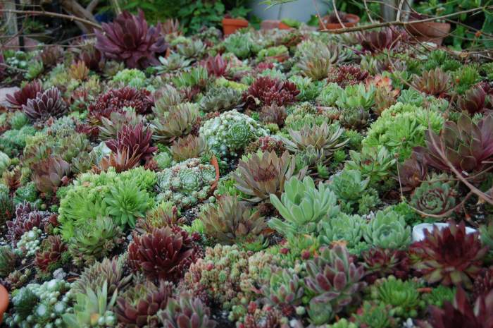 Sempervivum Dachwurz Hauswurz